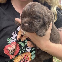 Katerina - Brown female Newfoundland puppy in Brandenburg, Kentucky from Bluegrass River Newfoundlands