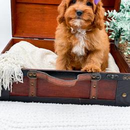 Rosie - Red female Cavapoo puppy in North Carolina from NC Doodle Puppies