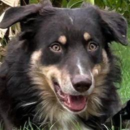 Duke - Australian Shepherd