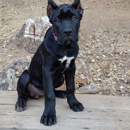 Fiona - Black female Cane Corso puppy in San Francisco, California from Solo Uno Cane Corso