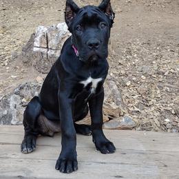 Fiona - Black female Cane Corso puppy in San Francisco, California from Solo Uno Cane Corso