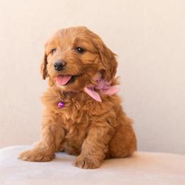 Aussiedoodle and Goldendoodle Puppies from Ever After Doodles Arizona