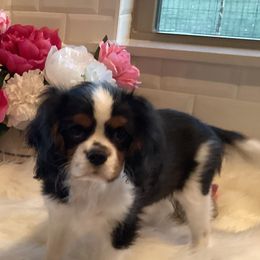 Cavalier King Charles Spaniels from Sugarloaf Cavaliers