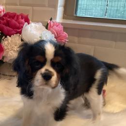Cavalier King Charles Spaniels from Sugarloaf Cavaliers