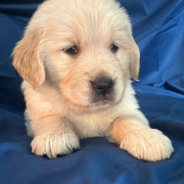 Golden Retriever Puppies from Chevaline Goldens