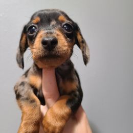 Dachshund Puppies from Far Far Away Dachshunds