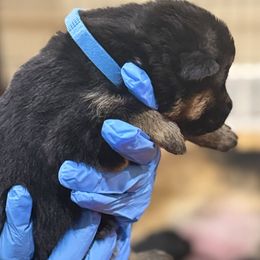 Blue collar male - Black and red male German Shepherd puppy in Wyoming, Michigan from Big Jones Kennels