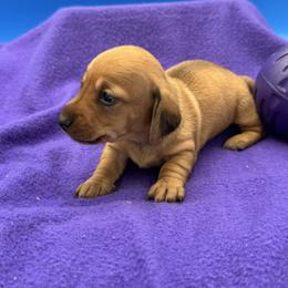 Female 3 - Cream female Dachshund puppy in Spanaway, Washington from 11 Oaks Kennels