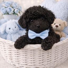 Checker - Black male Poodle puppy in Hertford, North Carolina from Heaven Sent Shihpoo's
