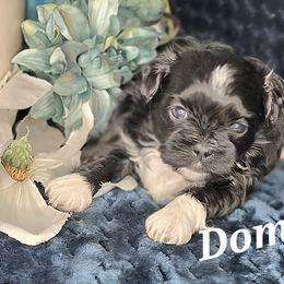 Domino - Black and white male Shihpoo puppy in Eldon, Missouri from B&B Designer Shihpoo’s