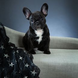 French Bulldog Puppies from Morgenstern's French Bulldogs