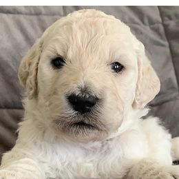 Girl 5 - Goldendoodle puppy in Blaine, Minnesota from The Golden Roo