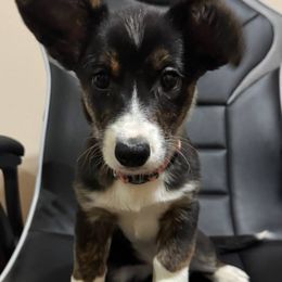 Mac - Brindle and white female Cardigan Welsh Corgi puppy in Washington from Corgi Tails