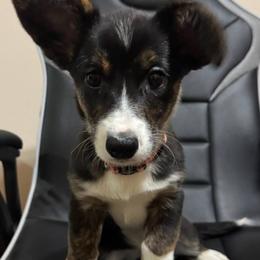 Mac - Brindle and white female Cardigan Welsh Corgi puppy in Washington from Corgi Tails