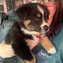 Australian Shepherd Puppies from Lovable Little Aussies