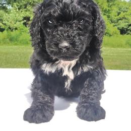 Asha - Black female Labradoodle puppy in Lowville, New York from Adirondack Labradoodles
