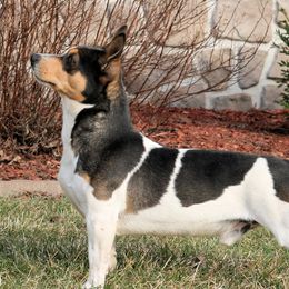 Jack - Teddy Roosevelt Terrier