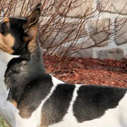 Jack - Teddy Roosevelt Terrier