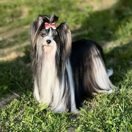 Genie - Biewer Terrier
