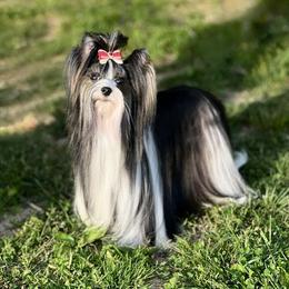 Genie - Biewer Terrier