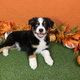 Australian Shepherd Puppies from Copper Top Aussies