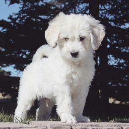 Bernedoodles and Goldendoodles from Best Quality Doodles