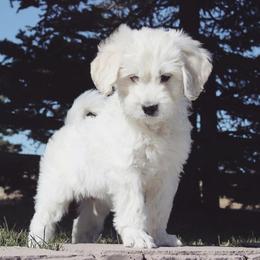 Bernedoodles and Goldendoodles from Best Quality Doodles