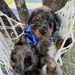 Mason - Merle male Bernedoodle puppy in Camden, North Carolina from Luv My Doodle