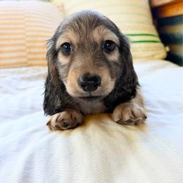 Diesel 3750 - Cream male Dachshund puppy in Sylvania, Alabama from Yancey’s Doxies