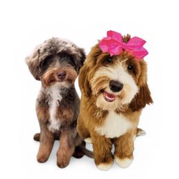 Goldendoodle puppies from RVA DOODLES, LLC