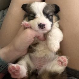 Pembroke Welsh Corgi Puppies from Sugarbush Corgis