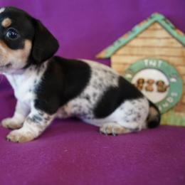 Boy 2 - Piebald male Dachshund puppy in Quemado, New Mexico from TNT Dachshunds