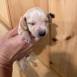 AKC Boy 1 Yellow - Wheaten male Dachshund puppy in Grand Valley, Pennsylvania from Dachshunds on the Hill