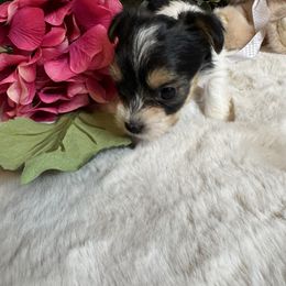 Kit kat - Parti Yorkshire Terrier puppy in Hudson, Florida from MCM Acres