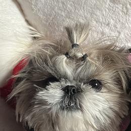 Zara - Shih Tzu