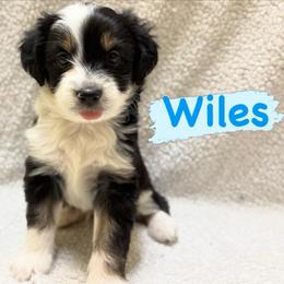 Wiles (Male 1) - Black tri-color male Aussiedoodle puppy in South Central, Pennsylvania from Windy Hills Mini Aussies & Doodles