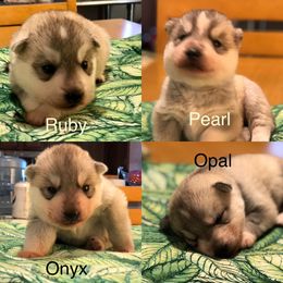 Siberian Husky Puppies from Umunhum
