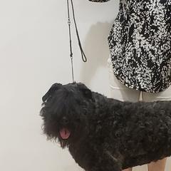 Ella Bear - Bouvier des Flandres