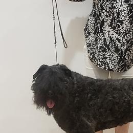 Ella Bear - Bouvier des Flandres
