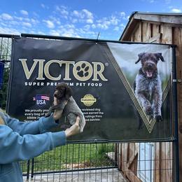 2 - Liver and white male German Shorthaired Pointer puppy in Greenwood, New York from Fur and Feather Kennels