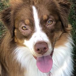 Yuko - Australian Shepherd