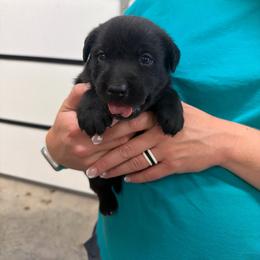 Orange- Boy - Black male Labrador Retriever puppy in Monticello, Kentucky from Cody Sullivan