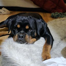 Sunni - Rottweiler