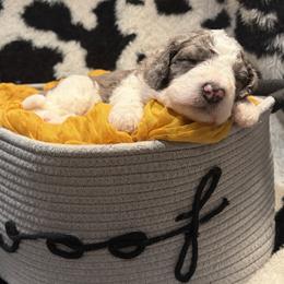 Breeze - Merle female Bernedoodle puppy in Coopersburg, Pennsylvania from Deutsch Hund Haus