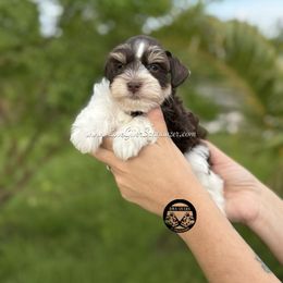 AKC LIVER AND TAN PARTI - Parti male Miniature Schnauzer puppy in Lake Placid, Florida from Love Giver Schnauzers