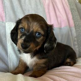 Travis - Dapple male Dachshund puppy in Griffin, Georgia from Always Trippin' Doxie Life