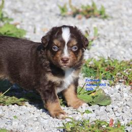 Bly - full tail - Red tri-color male Miniature American Shepherd puppy in Hillsdale, Michigan from Faithwalk Aussies and Mini American Shepherds