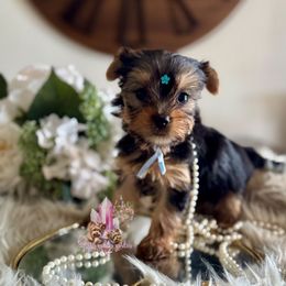 Cinna (Mini Shop and Hocus Pocus Lineage) - Black and tan female Yorkshire Terrier puppy in Pittsburg, California from Crystal Garden Yorkies