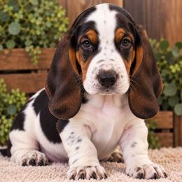 Mint - Black white and brown female Basset Hound puppy in Fayetteville, Tennessee from Southern Town Hounds
