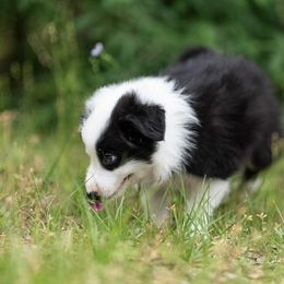 Border Collie Puppies from High Point Border Collies
